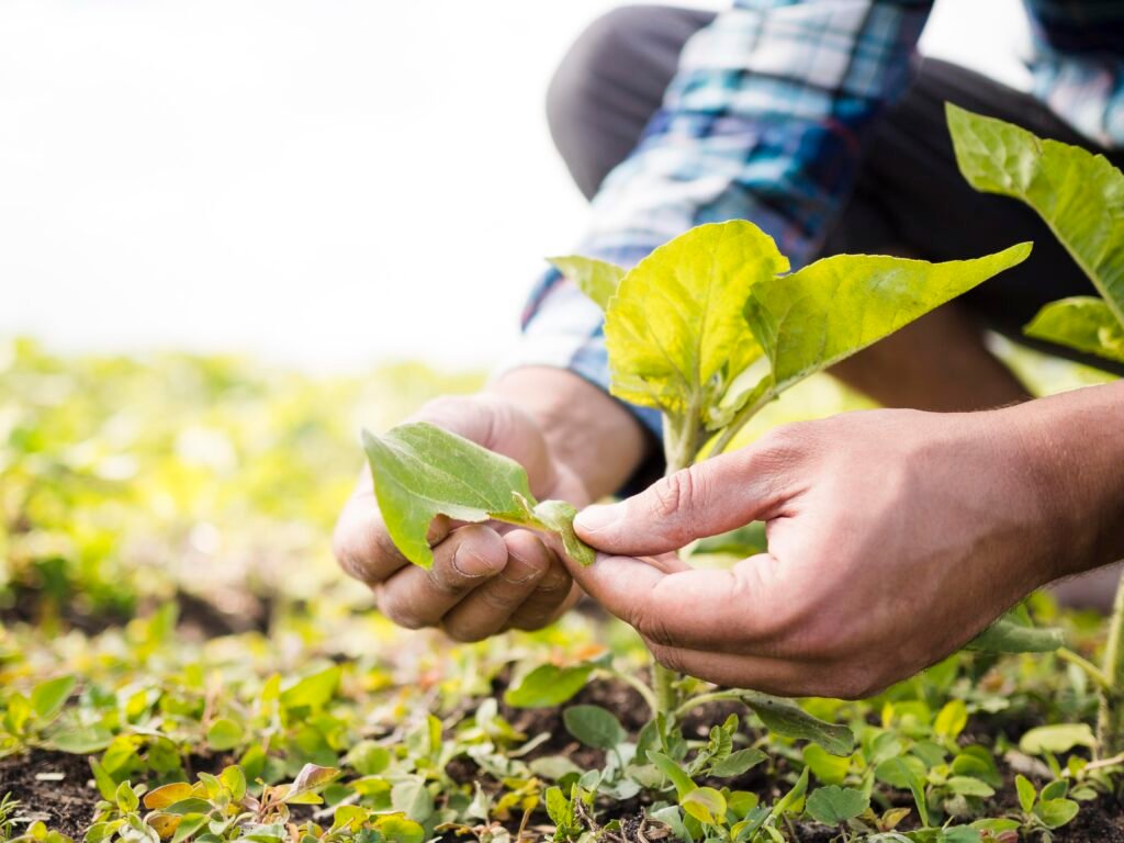 Trabajo agrícola en Jaén